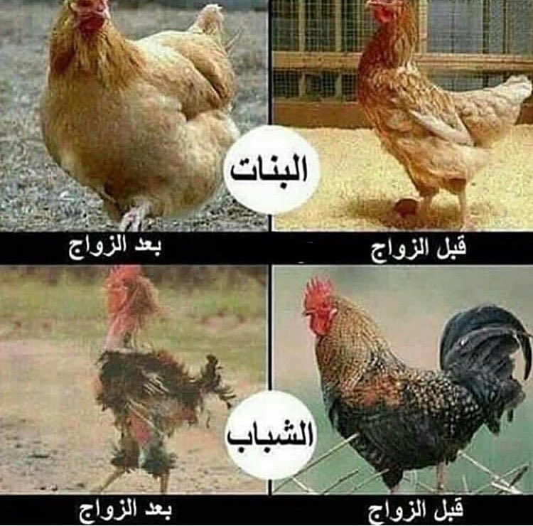 ماچڈ اڵحڑݕے (@majed3584) on Twitter photo 