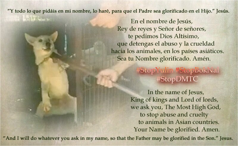 girasol2201's tweet photo. @qa_angus @ElnessPamela @THR #StopYulin #StopDMTC #StopBokNal #WorldDogShow2019 #EndCatMeatTrade #BeCrueltyFree
#EndDogMeatTrade #EndCatMeatTeade #StopTheTorture #ChooseMercyOverCruelty #Motivation #Motivación #DMFI
#DogMeatFreeIndonesia
#DogMeatFreeWorld https://t.co/o3gCXTNKQ6