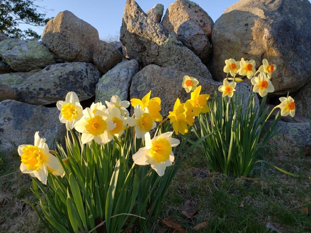 VisitCapeCod's tweet image. Hello Spring! 🌼🌸
.
#springoncapecod #inbloom