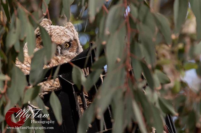 ADB_Imagery's tweet photo. During my free time, I love going out to capture images with my brother. These #Owelettes were so adorable.
.
.
.
.
.
#Fujibros #refugeeswelcome #fujifilm_id #fujifilmx_us  #wildlife_shots #wildlifeconservation #photographyisart #photographylover #photog… https://t.co/HLLyx7dqXe https://t.co/LHfIFvIsmH