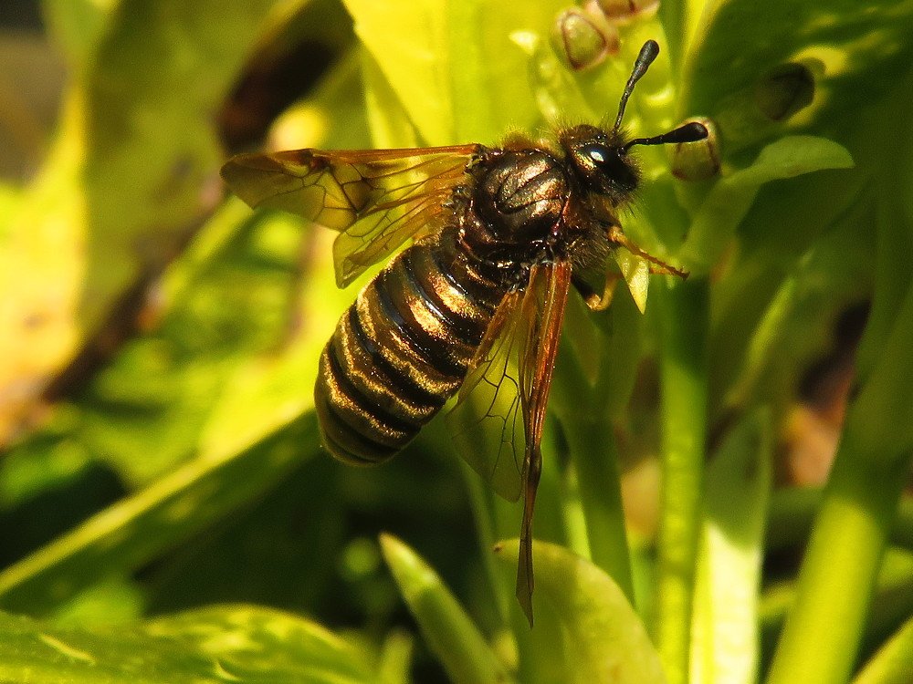 Vandaag kwam ik deze mooie goudkleurige bladwesp tegen in de tuin. Het is de Abia aenea of de Abia lonicerae uit de familie van de Knotssprietbladwespen. Een bijzondere ontmoeting waar ik blij van word.