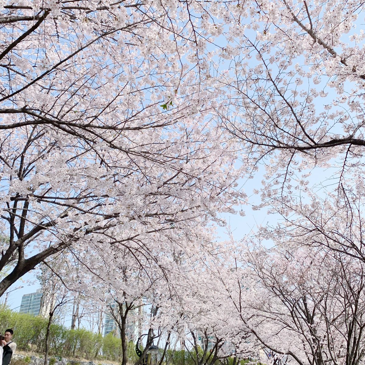 wi_myeong's tweet photo. 봄이왔어용 ~ https://t.co/G6aPHgdm5D