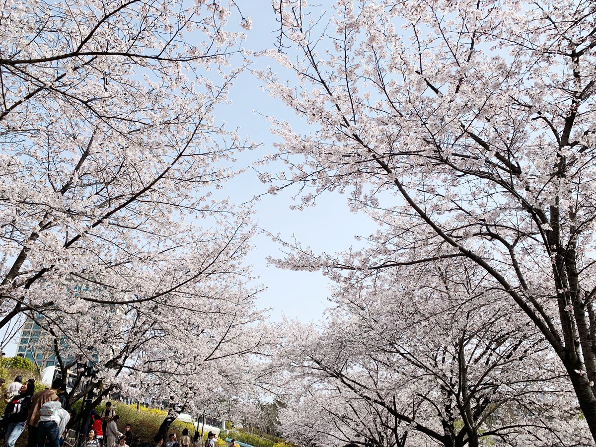 wi_myeong's tweet photo. 봄이왔어용 ~ https://t.co/G6aPHgdm5D