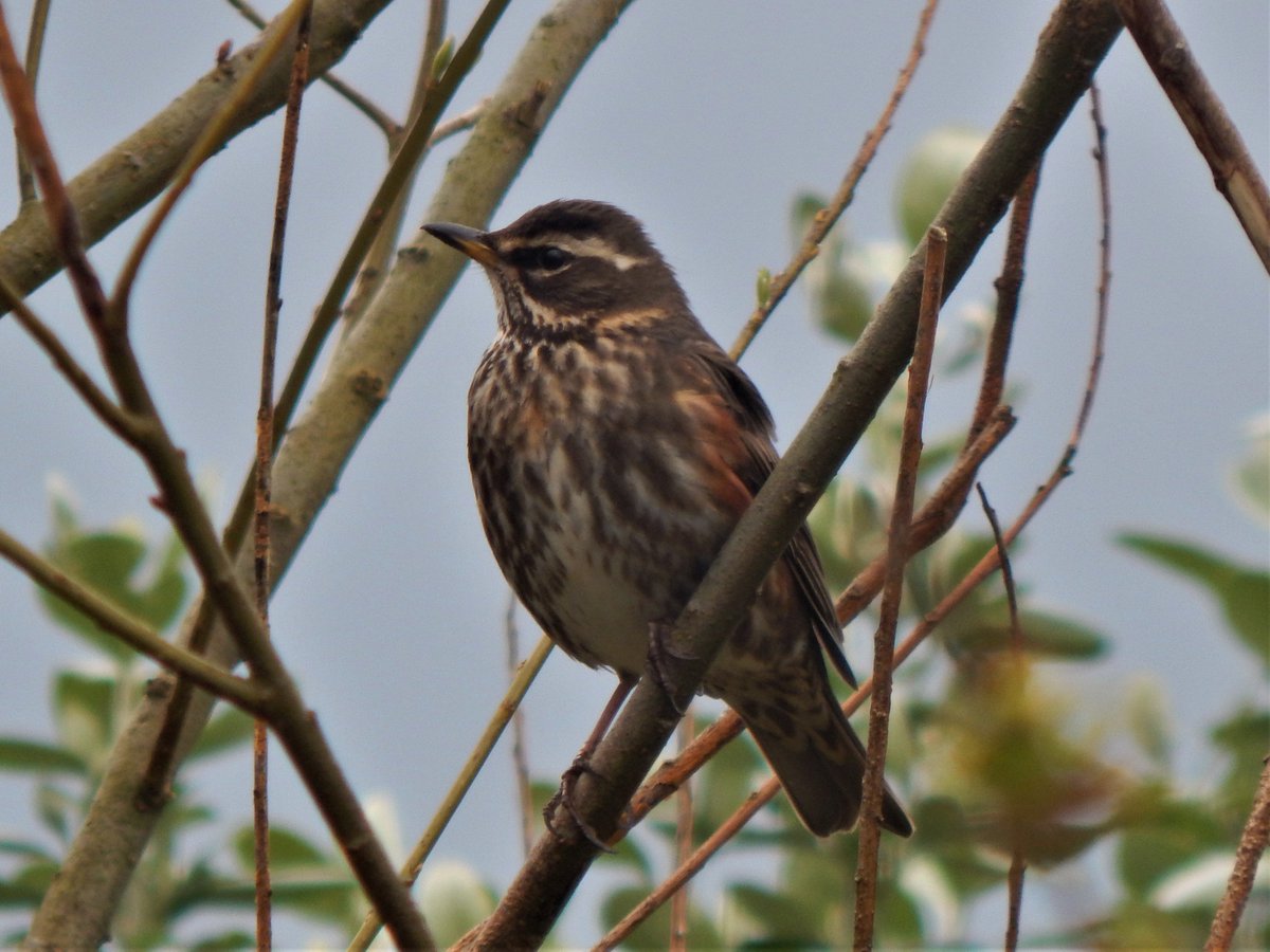 Tireebirder's tweet photo. Lots of migration on Tiree this weekend: first of spring Blackcaps, Linnets, White Wagtails and Great Skuas, plus skeins of Barnacle Geese overhead and a massive arrival (1,000+) of Icelandic Redwings https://t.co/j1ItPX9xir