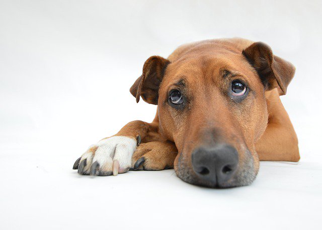 DogsAndCats985's tweet photo. 5 ways in which you'll Be symptom Your Dog’s Feelings while not Even Knowing It.
Read more about her here 👉https://t.co/tku8o8t5gX
@dogswithearts #dogswithjobs @dogsreacting #ADogsWayHome #dogse #dogscute #dogsy #dogsbabies https://t.co/ffLzuPrWg7