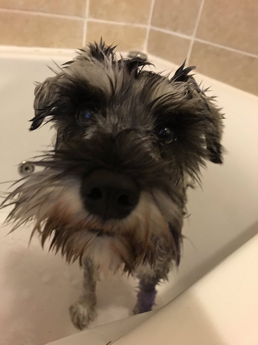 WeeGrowl's tweet photo. With great adventures ....... just been baffed #NotHappy I even put on my very sad don’t bath me face, but she said I’ve been through cow pats today during our rural walk so this was a must #BathFace https://t.co/2Q7JbTVxXq