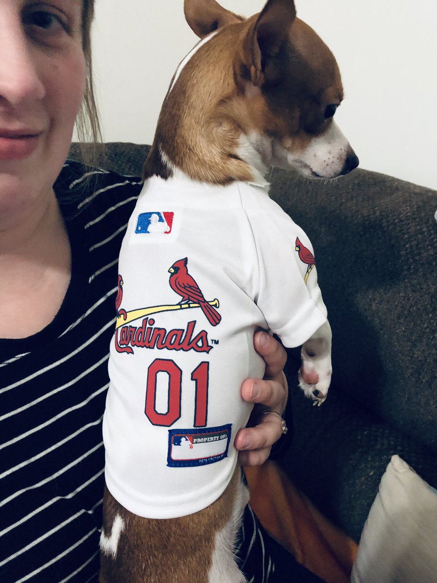 st louis cardinals dog shirt