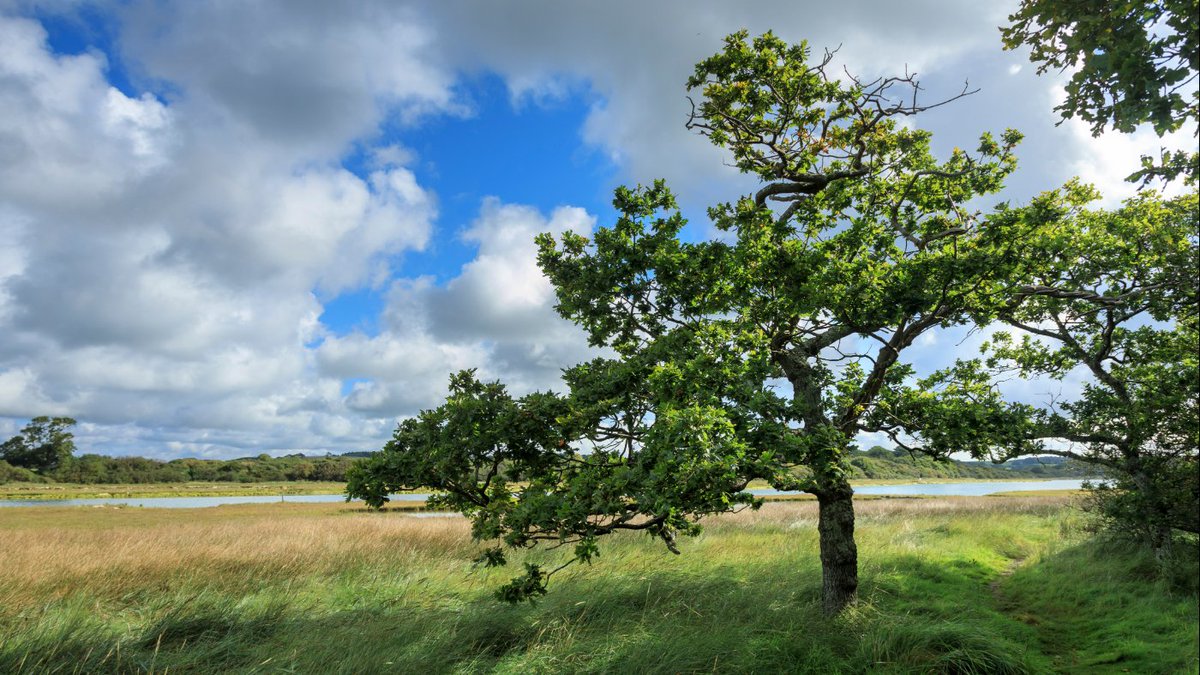 National Trust Isle of Wight (@ntisleofwight) on Twitter photo Have you ever met a creature that's hundreds of years old? This Thurs (11 + 18 Apr) at Newtown you can. Our gentle wander will help mini explorers discover the ancient trees that grow here. Booking essential on 01983 741020 or email isleofwight@nationaltrust.org.uk £3 per child. Have you ever met a creature that's hundreds of years old? This Thurs (11 + 18 Apr) at Newtown you can. Our gentle wander will help mini explorers discover the ancient trees that grow here. Booking essential on 01983 741020 or email isleofwight@nationaltrust.org.uk £3 per child.