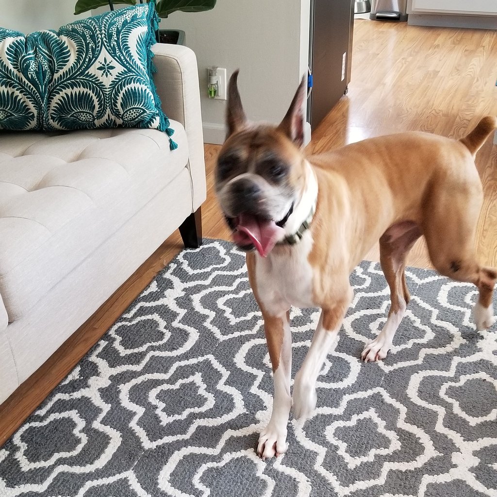 Welcome home Rogue! We are so happy to be your forever home!! <a href="/AndyLeonatti/">Andy Leonatti</a>