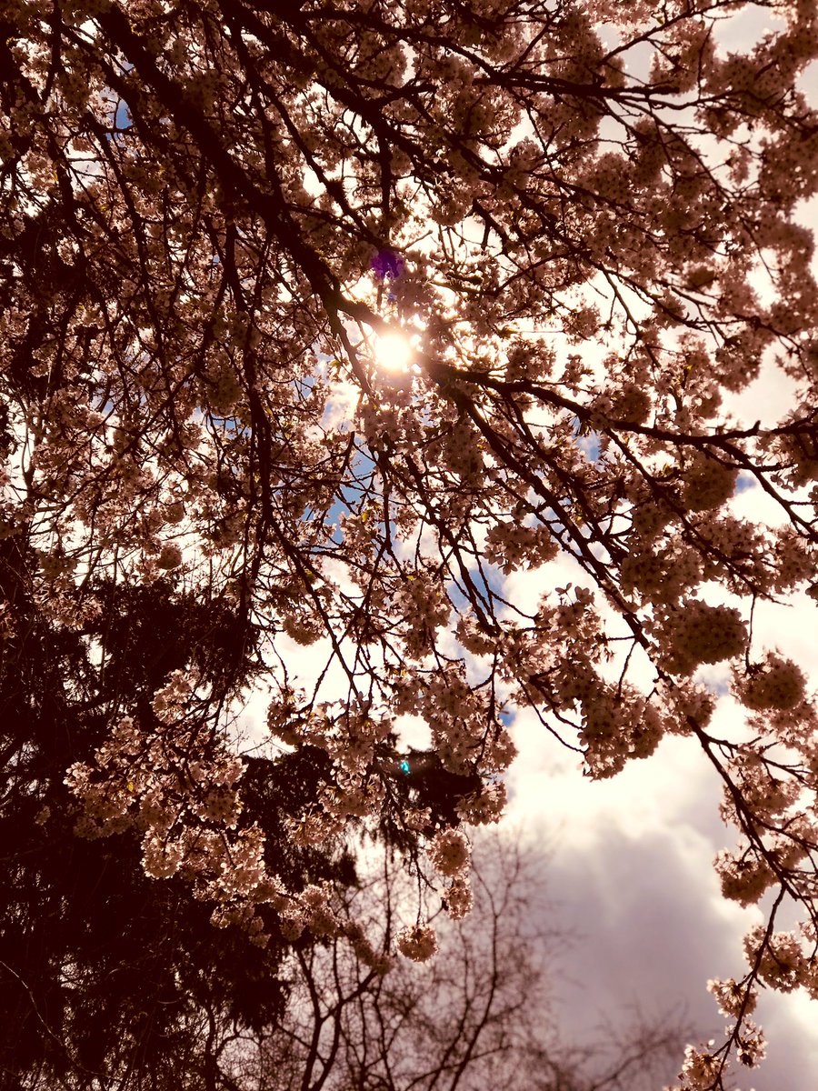 irwin_brenda's tweet photo. So much natural beauty to distract during today’s long run.
🏃🏻♀️
#SundayLongRunDay
#ActiveLiving
@BMOVanMarathon https://t.co/yhtvV4icdt