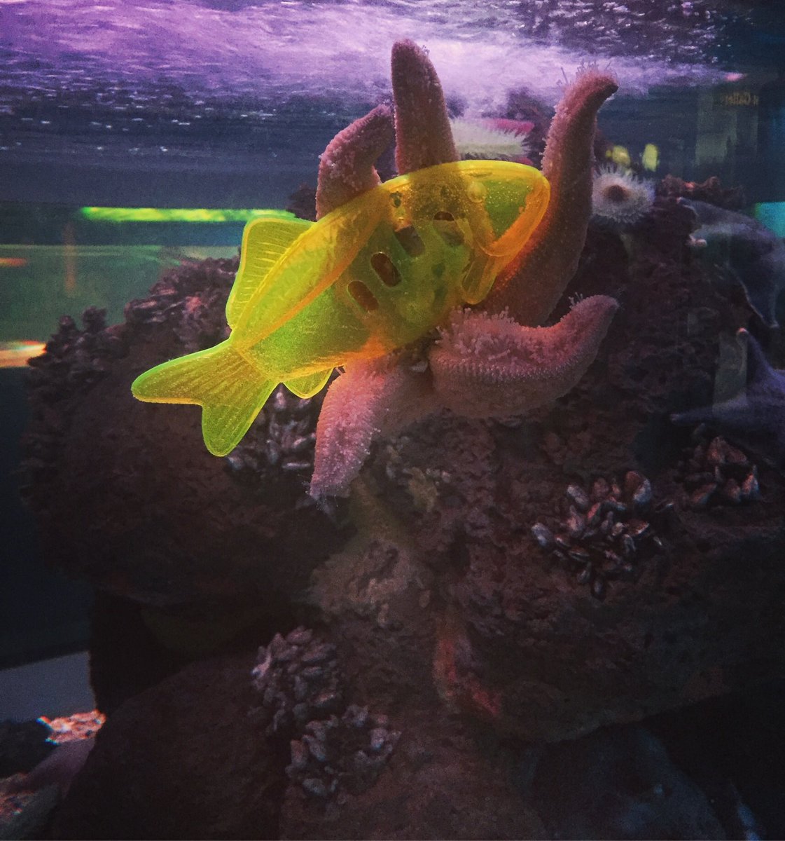 For anyone who needs a pick me up here is a starfish hugging a toy fish!
#fishfriends #starfishhugs #aquariumlife