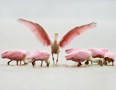 VisitCCTexas's tweet image. #CorpusChristi is known for being the birdiest city! See why visitcc.us/tYhv30ofEtf