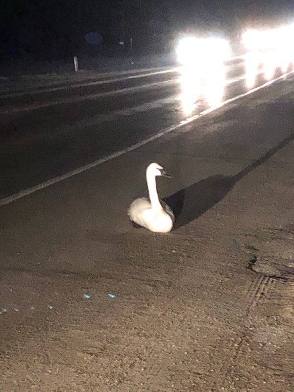 hobbitsteeWR's tweet photo. With the help of the @GuelphHumane this #trumpeter #swan was safely caught. He was not hit by car, but is suffering from yet another serious case of #leadpoisining. #leadkills He is currently receiving chelation therapy. https://t.co/YlqPUpA2B2