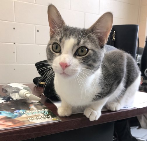 FMSPCA's tweet photo. Cedric is a young and playful guy. He can get a bit rambunctious with all that kitten energy and needs some work with his manners. Cedric would do best with an active family that has older children.  Come meet him at the downtown Pet Valu! #adoptme #ymm #meow #kitten #foreverhome https://t.co/ho4WATRq3R