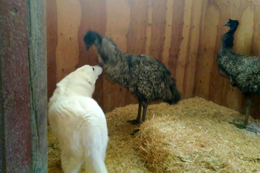 RanchEmu's tweet photo. The puppies finally met the emu this week! What do you think?! #Montanaemuranch #Emulove #Emu #emuoil #love #akbash #akbashdogs #akbashbreed #ranch #ranchlife #spring #nature #natural #dogs #cats #pets #animals #fun #home #livestock #guarddogs #puppies #localbusiness https://t.co/ivZLeFij6u