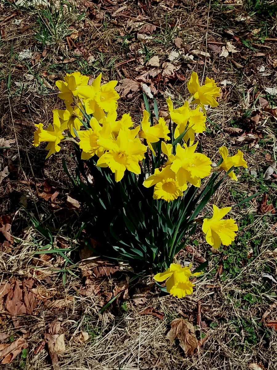 CathyRaemur's tweet photo. The Daffodils are enjoying the sun #Coltstatepark https://t.co/fPRlN9fQvr