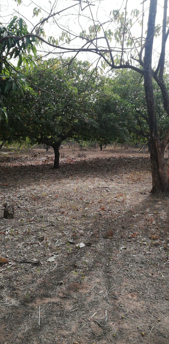 organicagric's tweet photo. we need buyyers https://t.co/qGEQWVnEn8