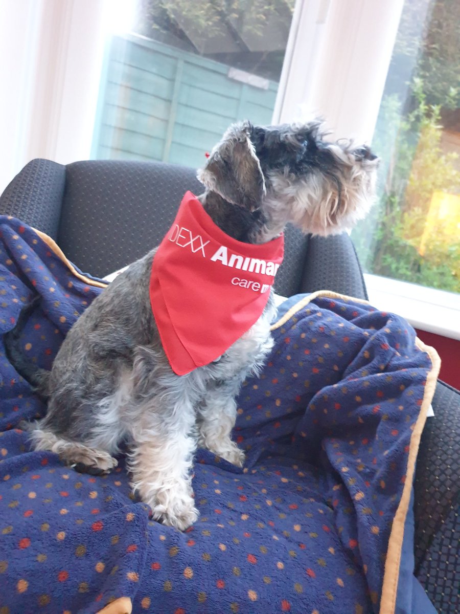 LLDeets's tweet photo. Rocky joining the latest trends..... #BSAVA19 #idexx #idexxanimana https://t.co/9vr8mKAaR5