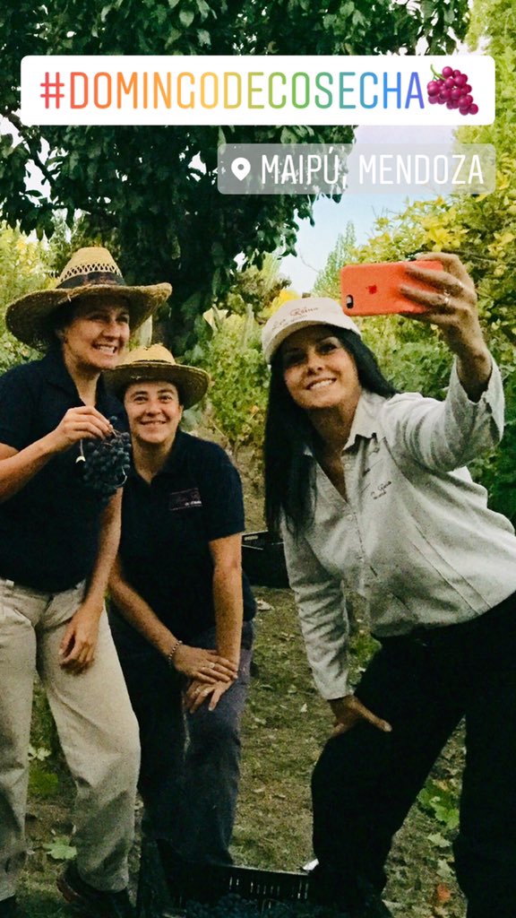 VinoLosReina's tweet image. #Vendimia2019👏👏👏#FelizVendimiaFamilia🍇🍷🍷🍇
#Coquimbito #Maipú #Mendoza 
#Brindamos por el #Vino nuevo🍷