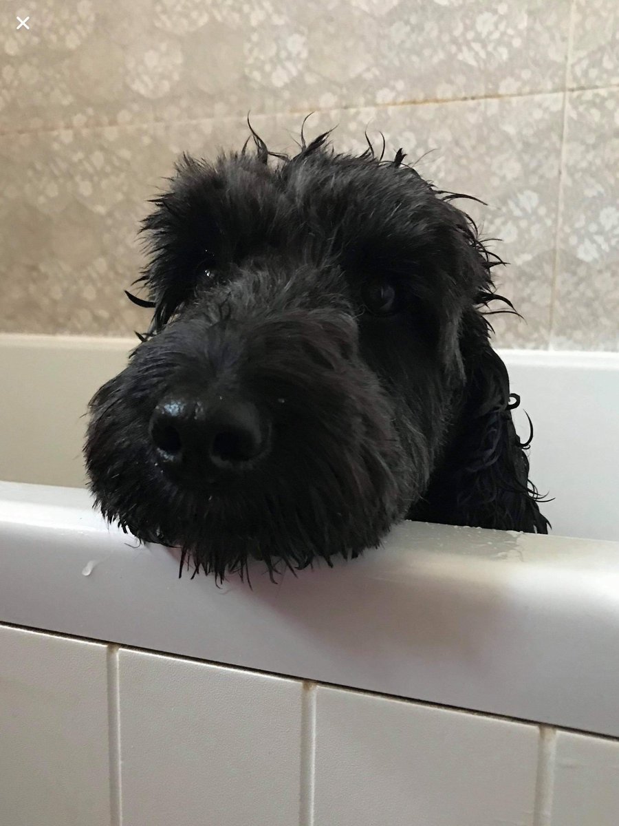 fairfieldnotts's tweet photo. Sooooo... the most popular colour of dog at Attenborough was definitely a brown and white combination. We saw very few black dogs so Dolly was quite unusual but we saw an almost identical version of Violet! Baths after stagnant pond swimming!
#FPA #Easterchallenges #dogsoftwitter https://t.co/f7Bwv0nRvj