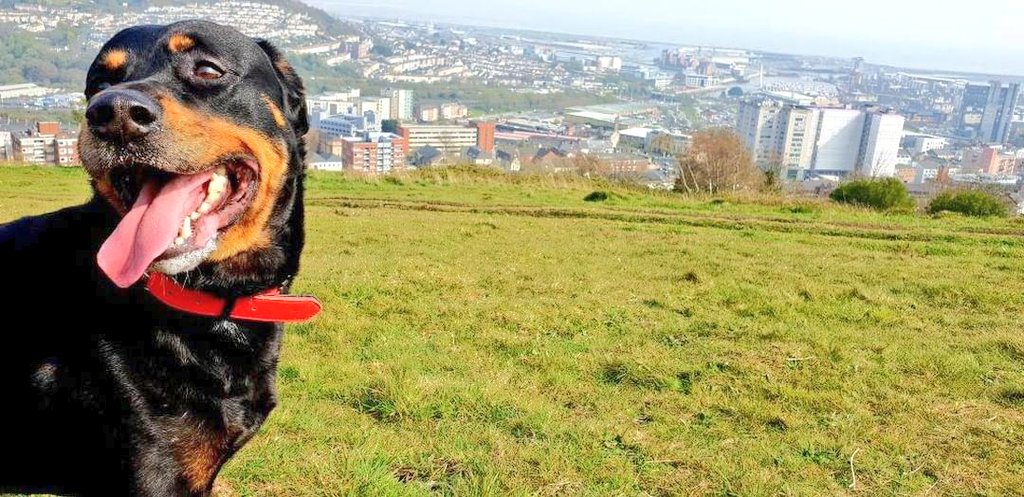 Tilly and Tyson enjoying their #walk today! 

To enquire about dog walking or pet sitting please call 07903619508 or email info@pawsclawsswansea.co.uk

#dogfriendly #dogwalking #Swansea #Petsitting #dog #cats #petservices #business #lovewhatyoudo #love 🐾💗