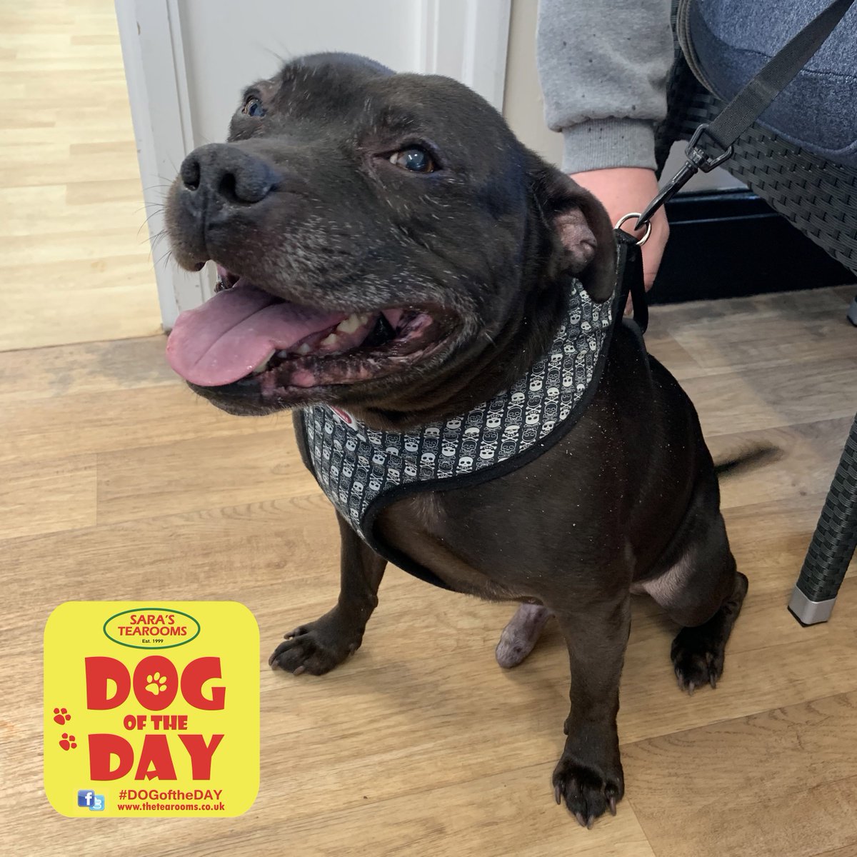 sarastearoom's tweet photo. Meet Benny, a 10 year old Staffy...he melted our heart, so just had to be #DogOfTheDay on day 2 of 17 of our Easter opening period!
Will you be visiting us with your woofer during your #Eastercation? We look forward to welcoming you!
#DogFriendly
#GreatYarmouth
#EatDrinkRelax https://t.co/JGKasXGTiy