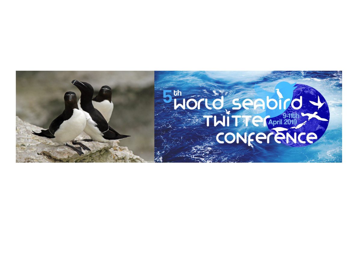 Curious about where, how & when the Stora Karlsö razorbills forage for fish to feed their chicks during summer, and other exciting seabird research? Join Twitter & #WSTC5 April 9-11!