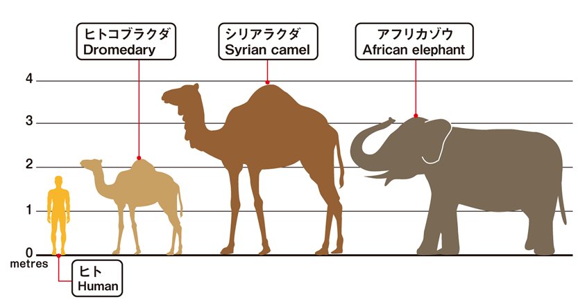 The largest ever camel was the Syrian camel which grew to 4 metres in heigh...