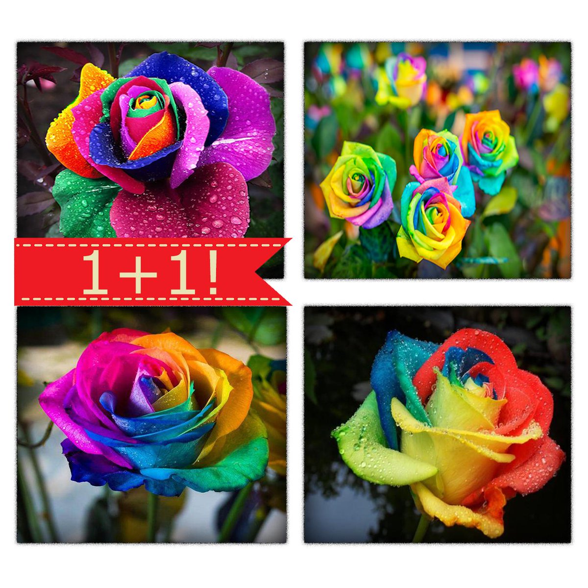 We are giving away 50 free seeds (any color of your choice) with a purchase, to promote our new store, but only for a limited amount of time!
Don't miss out get yours today! #garden #flowers #plants #life #photography
tinyurl.com/y27q9zf4