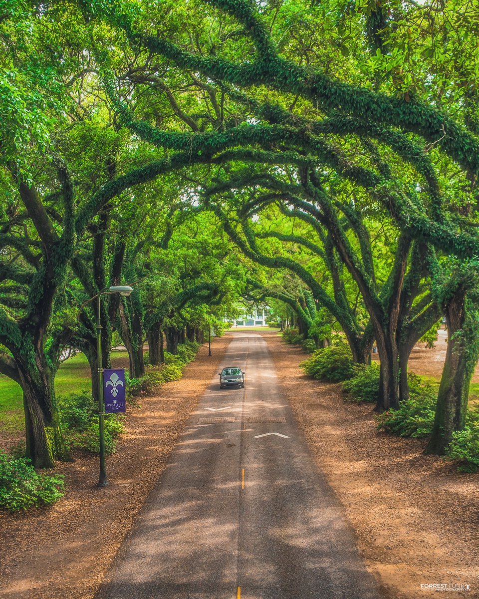 funkmediaco's tweet photo. The oaks! π³π #thisisalabama #dronealabama #visitmobileal #dronephotography https://t.co/HfER7gkQ0Z