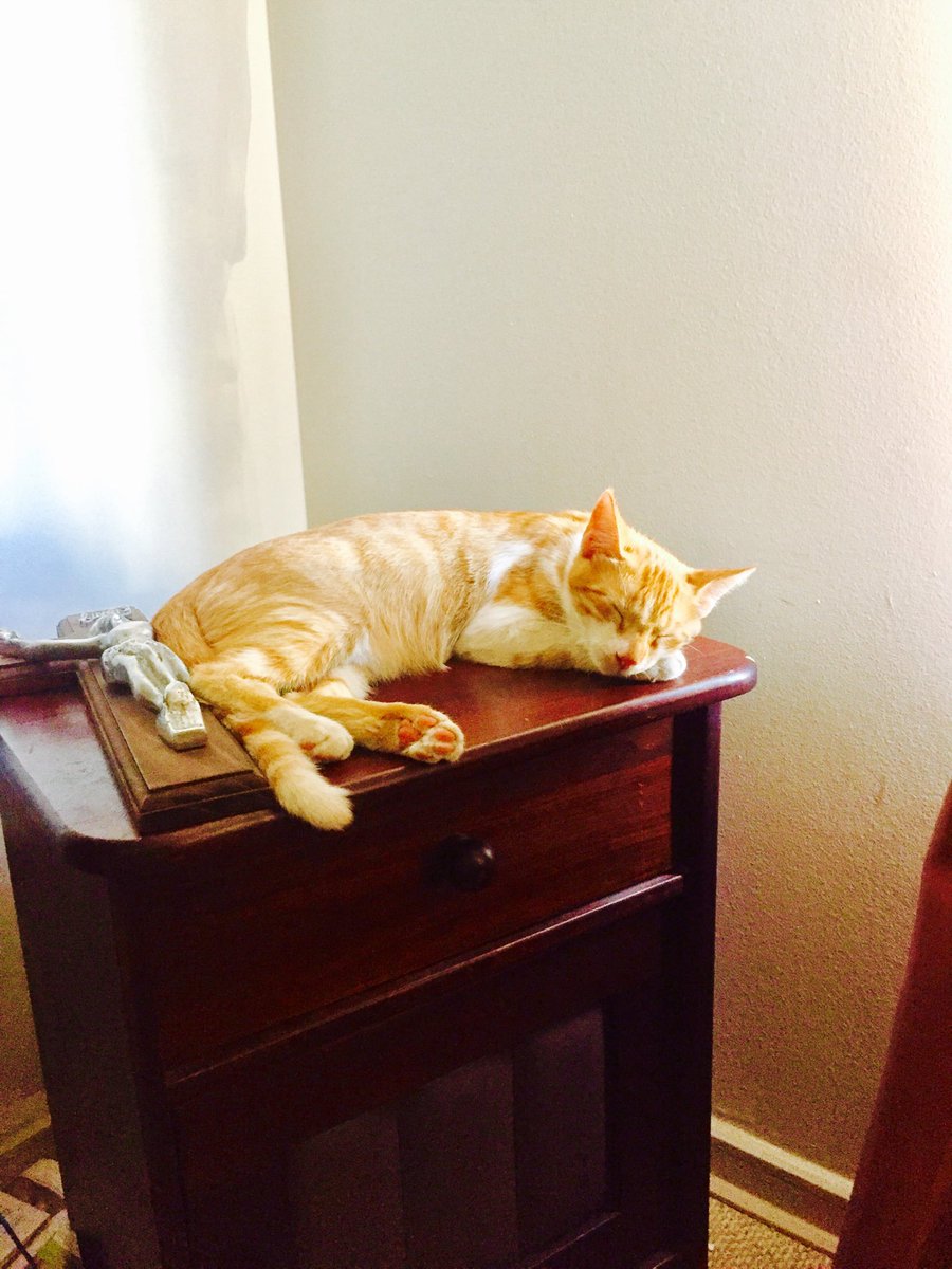 MunozCariman's tweet photo. Día domingo y con mis gatos jajajaja , la loca de los gatos. https://t.co/kVHaFsojC3