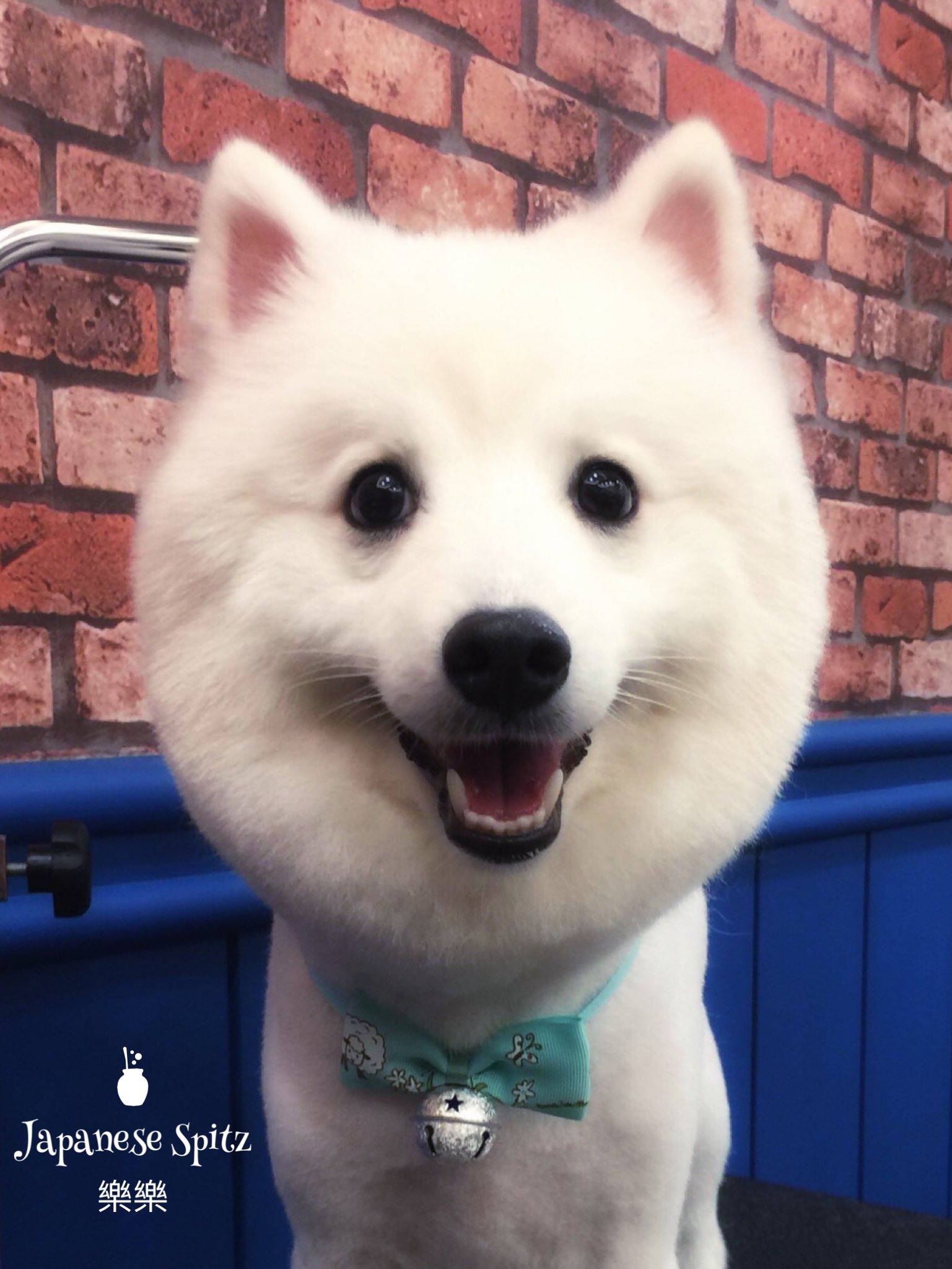 毛孩貴賓室寵物美容館on Twitter 高雄寵物美容 寵物美容 狐狸犬 Petgrooming Petsalon Grooming Japanesespitz T Co Scsxdb8lwj Twitter