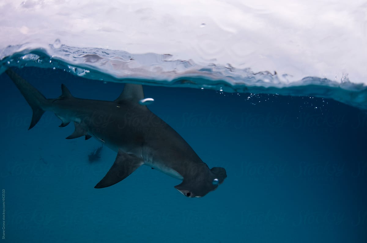 mcmsharksxx's tweet photo. H is for the hammer head #sharks! Yes, there is more than one! They have a large variety of prey such as fish (including other sharks &amp; #stingrays), #squid, #octopus, and #crustaceans. @FinsUnited talks about them on the #BiteBlog. © Shane Gross https://t.co/zuClwhTljn