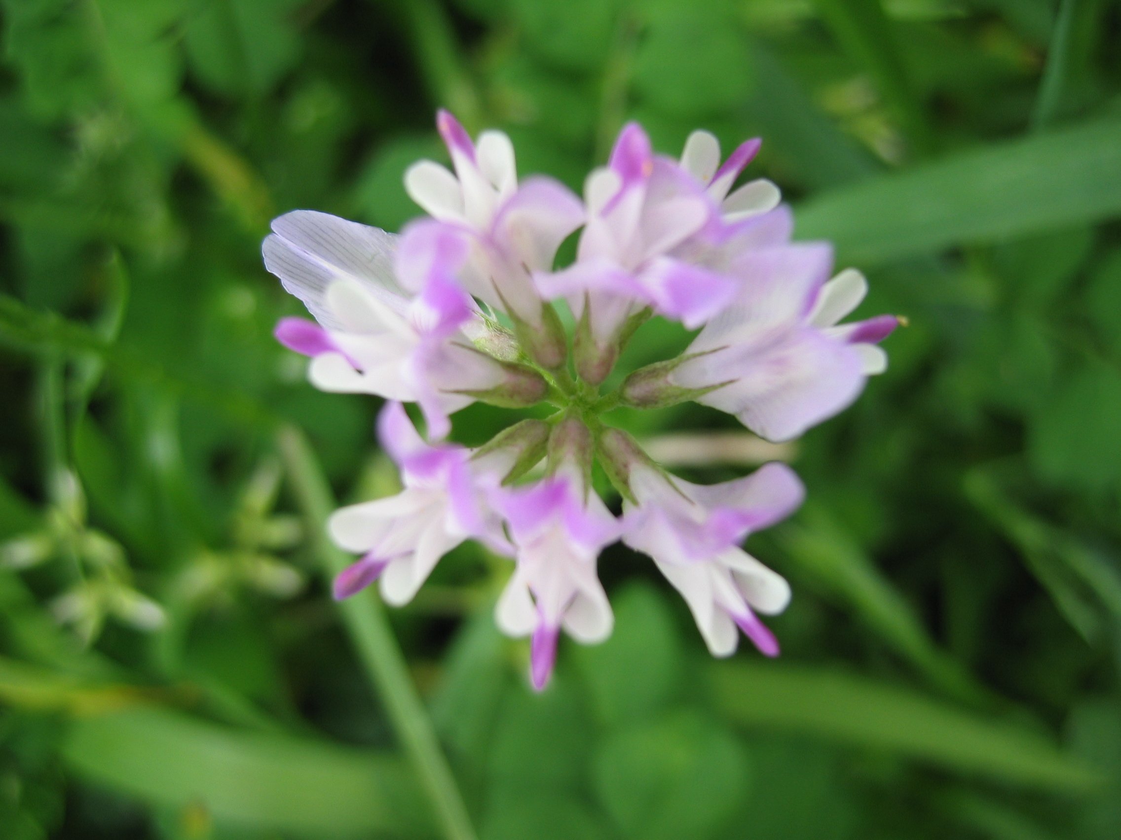 ヒカルさんがフリー画像をupするだけのアカウント ゲンゲ 紫雲英 レンゲソウ 蓮華草 Chinesemilkvetch 4月8日誕生花 フリー画像 フリー素材 写真 T Co Qhrwlyxcj7 Twitter