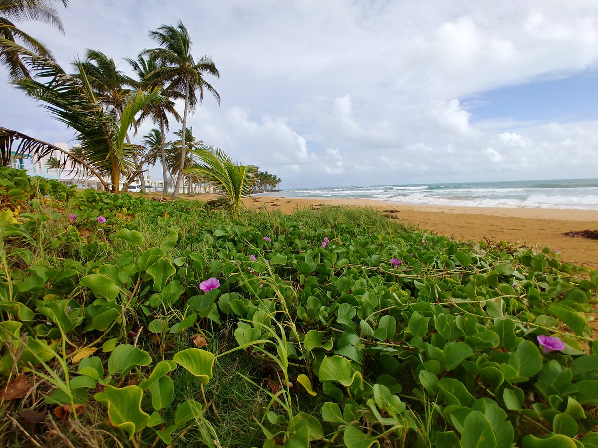 explor_cation's tweet photo. We just posted our final #PuertoRico blog. Want to #DiscoverPuertoRico on a #budget ? Check out our post for a few ideas. The options are endless on this beautiful island https://t.co/aeaSkZJoa5 Experience the #puertoricolove for yourself ✌️💙#travelblog #bucketlist https://t.co/jXuPuptujr