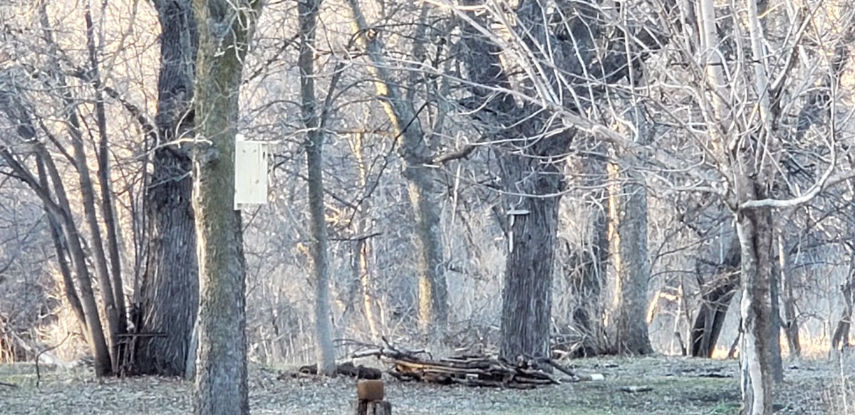 TannerBruse's tweet photo. Wood duck houses up. Kids loaded em with cedar shavings. See if we get any new neighbors. #getkidsinvolved #getoutdoors #WaitForIt https://t.co/g56GUdMSZZ