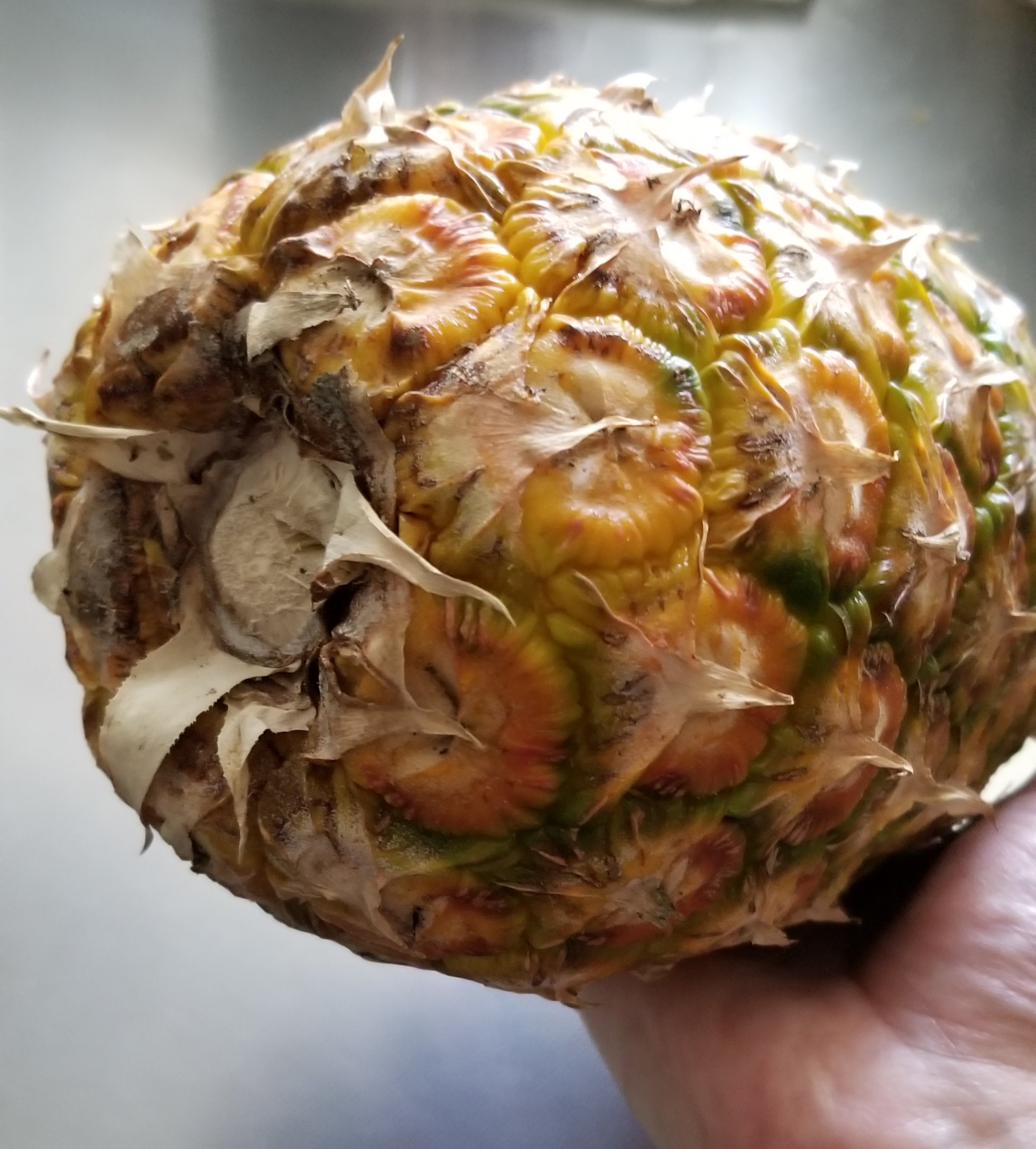 ちくまサラ 6y 2y 以前ブログで描いた美味しいパイナップルの見分け方の漫画を載せておきます ４枚目は実際買って当たりだったヤツ ここまで熟れてると 放置するとお尻がカビてくるのですぐ切ってください よいパインライフを 詳しくは記事にて