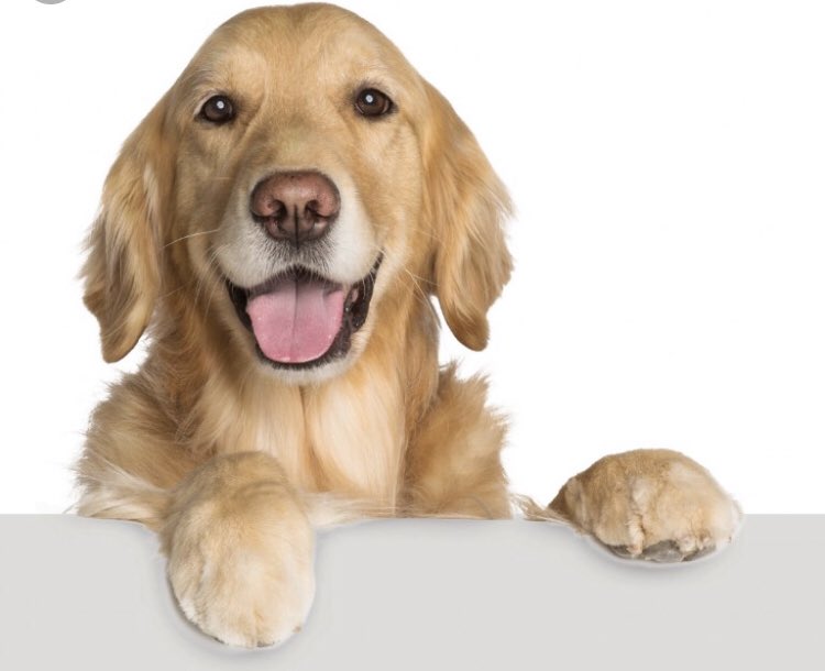 Petsmart Grooming Salon is celebrating another amazing breed... Golden Retrievers! Not only are they fun and loyal friends, with warmer weather they shed like crazy! Let us help. April 25 all Golden’s receive 15% off salon services. Book your appointment today!