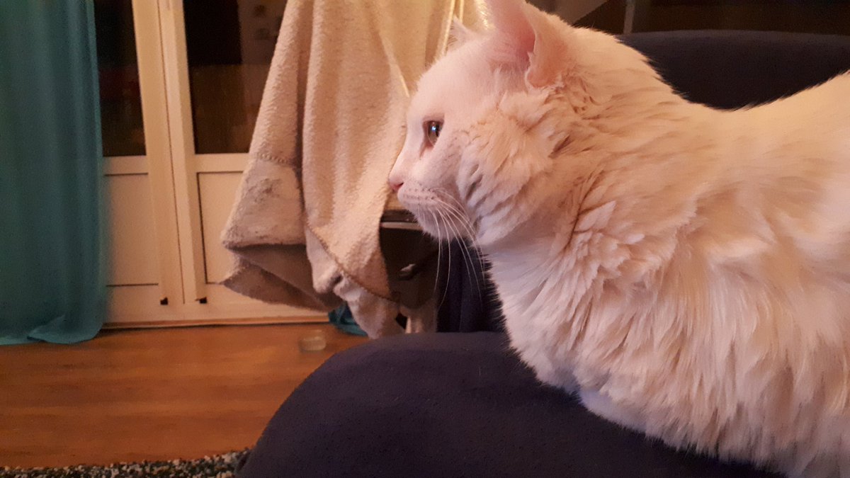 TweetKat1's tweet image. Les collègues, sur le cadre dans le mur y a des oiseaux qui bougent et pleins d'autres animaux c'est trop bien  à regarder. Je comprenais pas avant ce que les humains ils trouvais à cette fenêtre bizarre mais maintenant je comprends tout.