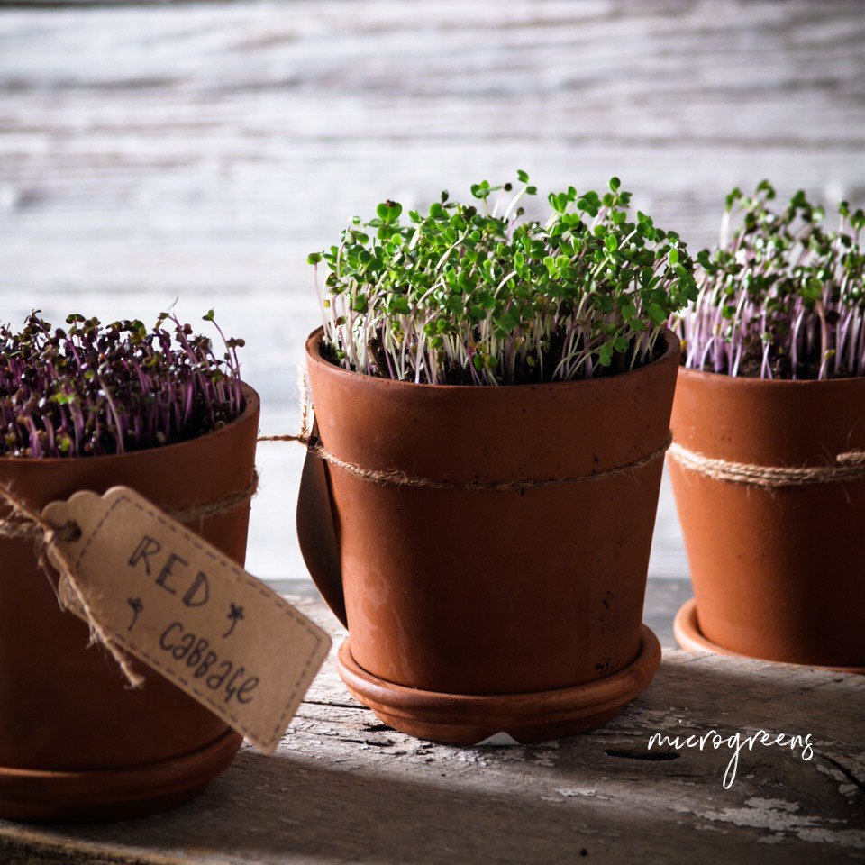 Lovoni's tweet photo. Microgreens are as easy AF to grow - check out this article - https://t.co/bfyUKQerFv #microgreens #growyourownfood #freshhunger #gardeningtips #vegetables #foodsmith #foodgypsy https://t.co/86ek7FXCCj