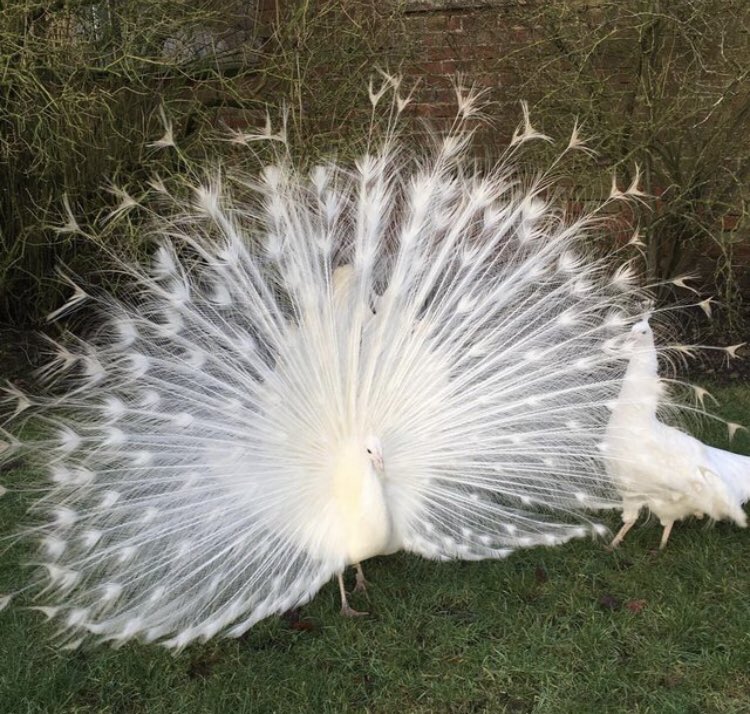 FarmNanny's tweet image. These stunning peacocks will soon available for your photo backdrops #yorkshirewedding #animalwedding #leedswedding #farmwedding #nannygoatfarm