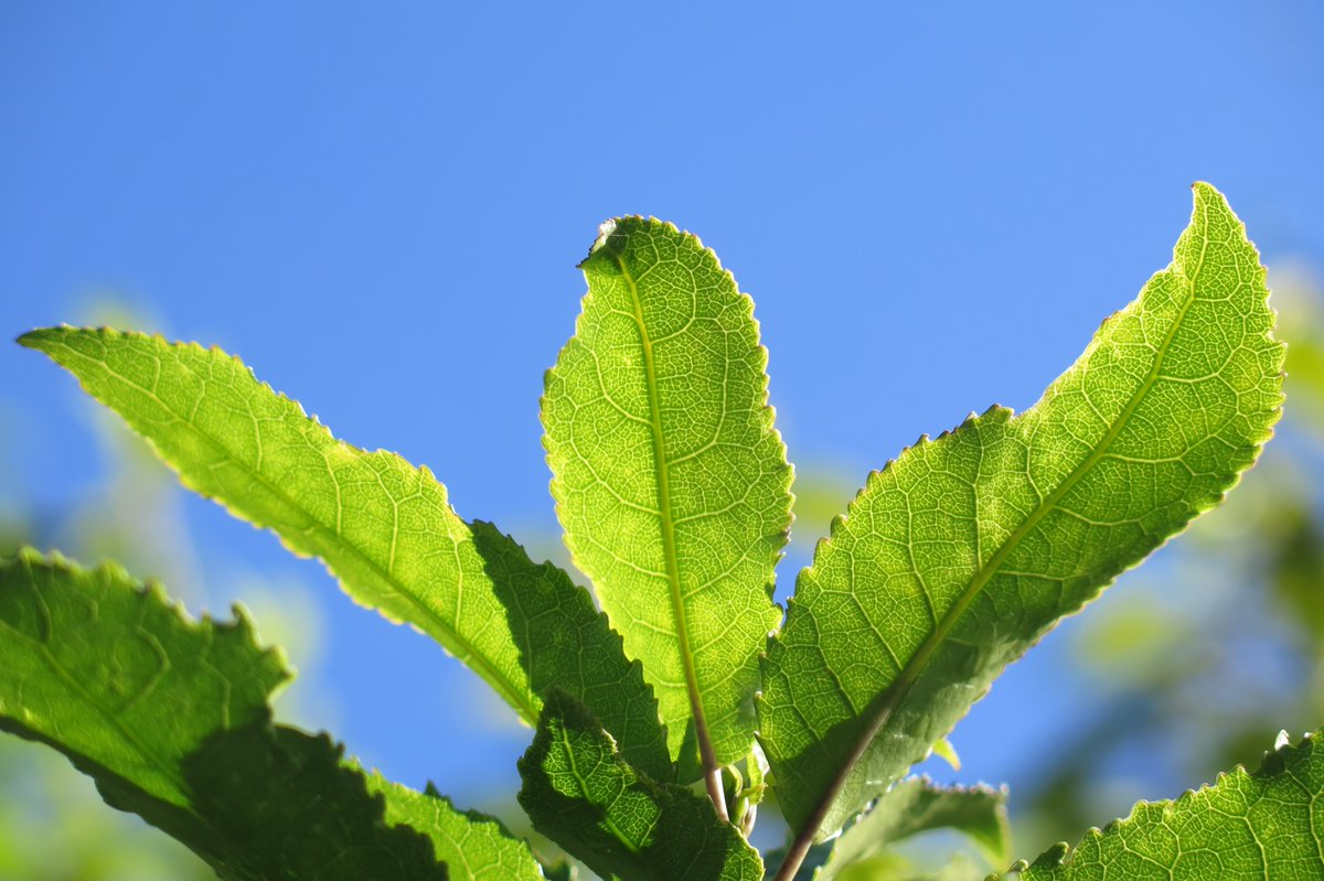meaningoftrees's tweet image. Mahoe (Melicytus ramiflorus) is one of the best native plants for making fire and in Māori tradition the wood was said to contain sparks from the fire god - Mahuika.