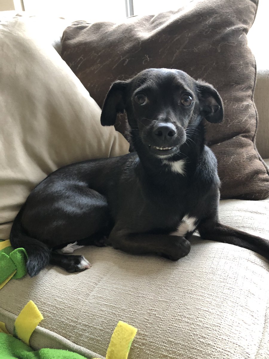 TheSherylKlein's tweet image. I seriously need to make friends with someone in #PacHeights that has a #backyard so I can throw the ball to Figaro...dog parks won’t work since he’s so scared of the other dogs’ humans. 🤷‍♀️ Eh, eh?