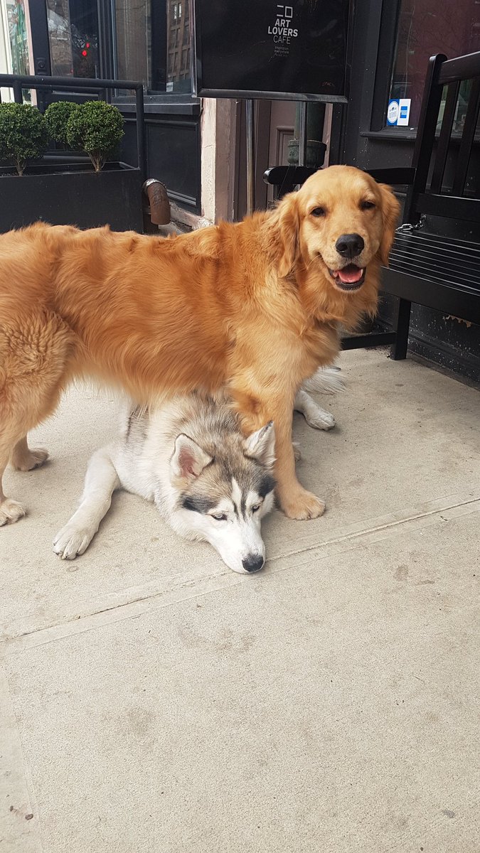 Philly_Chapman's tweet image. New York has so many cute dogs everywhere. I really want to take them all home. Now I really want a dog!! #newyork #doggo #needone