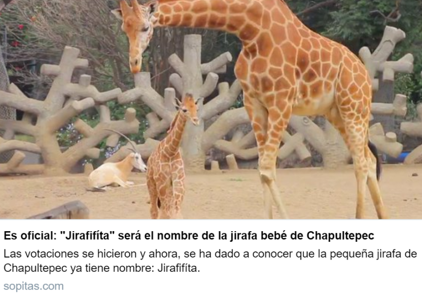 VidaSimpsonMX's tweet photo. ¿Por qué dejé que la bautizara la ciudadanía? #Jirafifíta https://t.co/jN8RsNRKHW