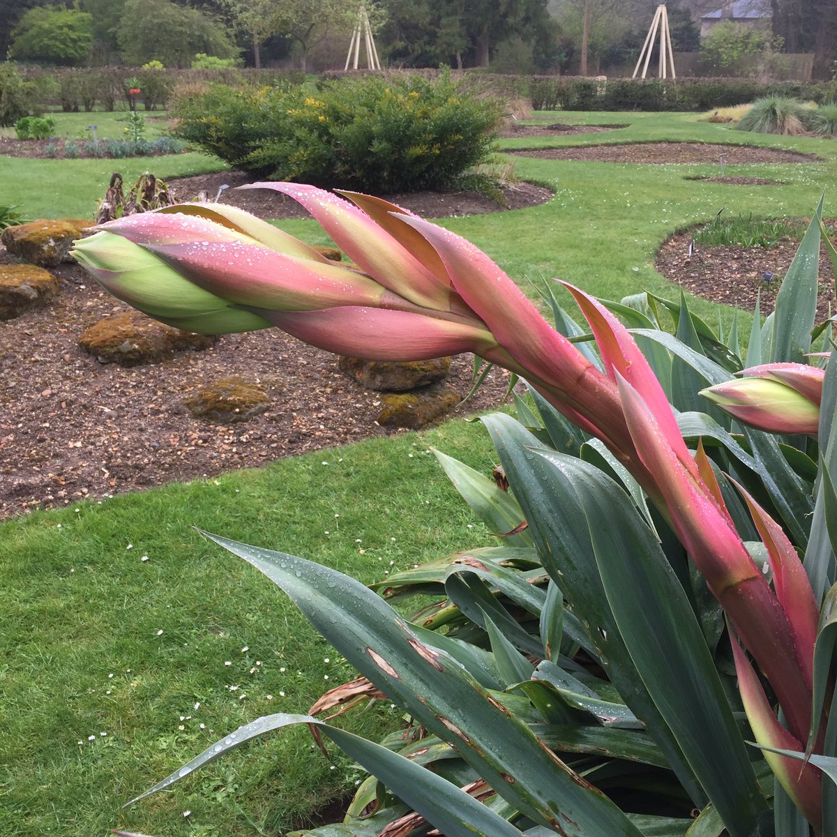 USchell's tweet photo. Loved this ‘asparagus triffid’ in the systematic beds @CUBotanicGarden  today! https://t.co/kkzwNA2rwz