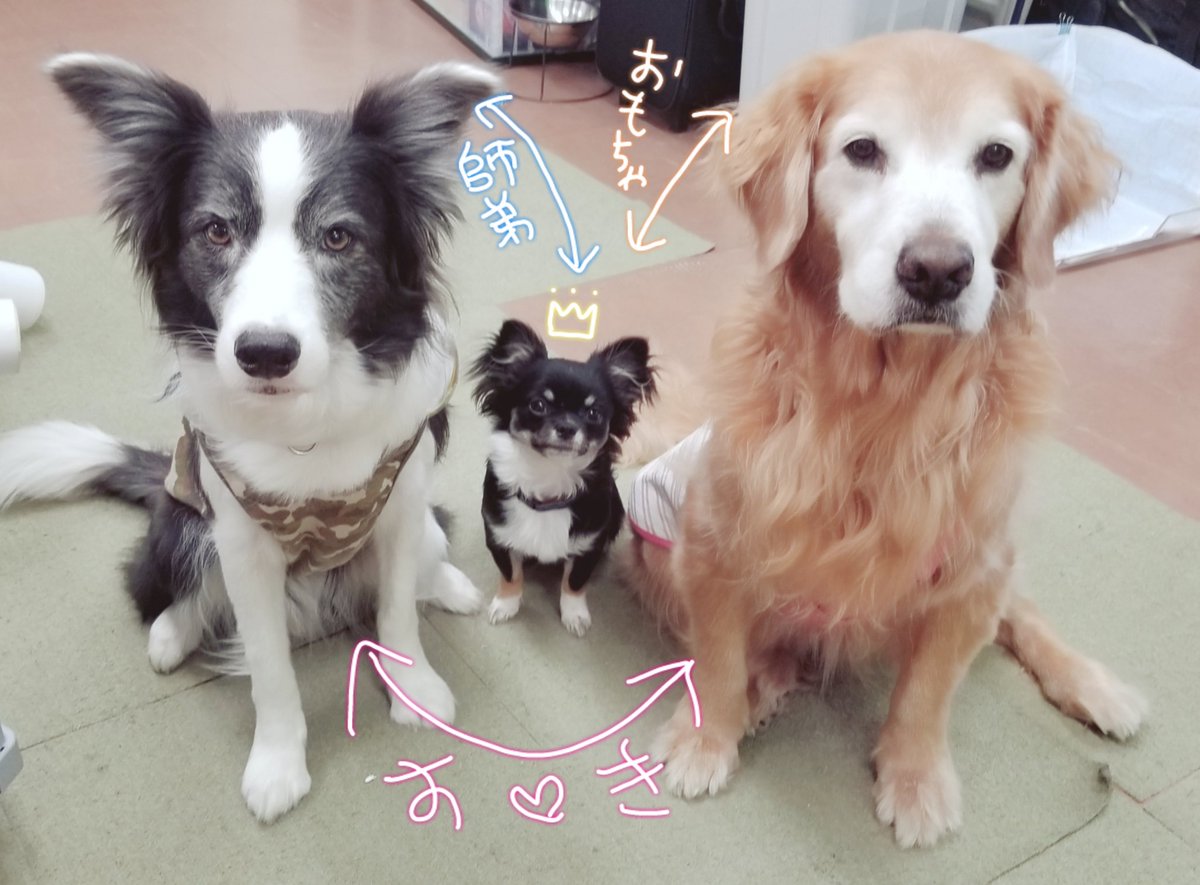 dogeventclub's tweet photo. 仲良し凸凹コンビ✨

うちのスタッフ犬3頭の相関図を書いてみました！

#DECスタッフ犬
#大型犬だと思ってるチワワ
#私が一番可愛いと思ってるゴールデン
#女子に勝てないのにチワワオスにも勝てないボーダー
#おでか犬 

#イベント情報 ⏩https://t.co/A2vduxI8b0 https://t.co/kLZkVGI6Z8