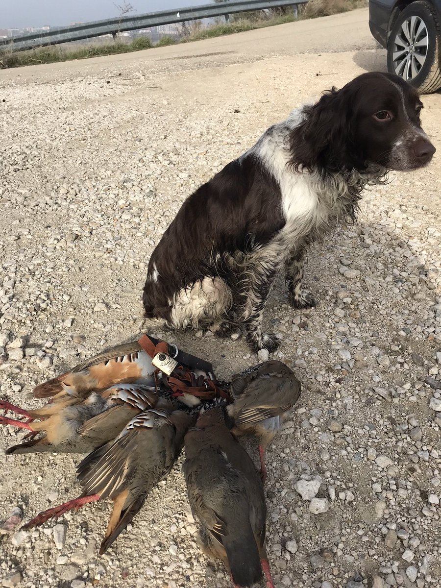 El posar con una pieza abatida, no es un insulto al animal. Es un homenaje al mismo y una imagen para que perduré su recuerdo. No se trata de humillación si no de homenaje esa es la diferencia. Ya sea caza mayor o menor