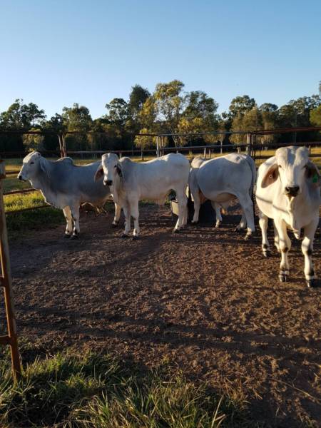 AN_Farmers's tweet photo. Registered Brahman cattle and calves available now, our calves are 10 months old and cattle 3 years old we provide transportation free in Glendale. https://t.co/vyAGf53FtF