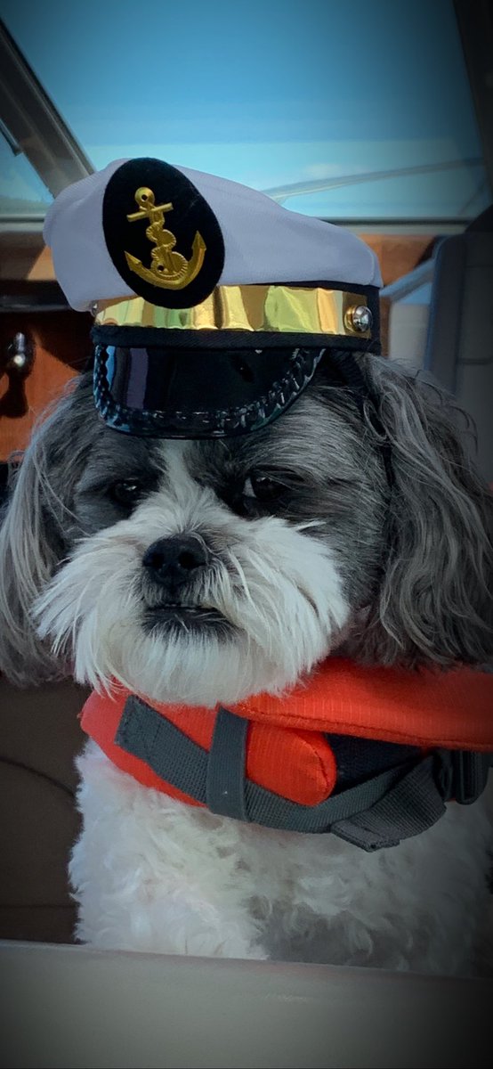 Work like a captain, but play like a pirate 🏴‍☠️. I’ve set the course for Treat Island 🌴 😉. If you were a pirate, what would you loot? #pirate #piratecaptain #treatyourself #captain #shihtzu